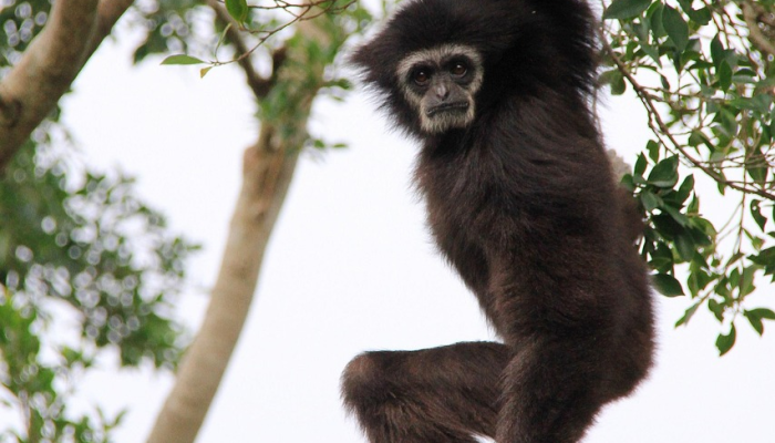 动物园管理员说他们已经解开了长臂猿是如何自己怀孕的谜团 动物园管理员说他们已经解开了长臂猿是如何自己怀孕的谜团