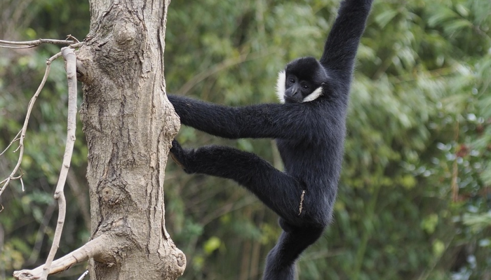 动物园管理员说他们已经解开了长臂猿是如何自己怀孕的谜团 动物园管理员说他们已经解开了长臂猿是如何自己怀孕的谜团