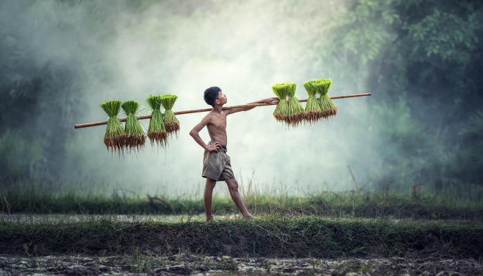 Hontiveros说,“等着看”当地洋葱农民在进口作物之前先收获 Hontiveros说,“等着看”当地洋葱农民在进口作物之前先收获