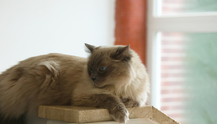 减压项目通常依赖于狗猫呢? 减压项目通常依赖于狗猫呢?