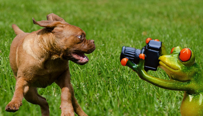 受惊受伤的狗在失踪多年后与家人团聚“他立刻高兴起来了” 受惊受伤的狗在失踪多年后与家人团聚“他立刻高兴起来了”