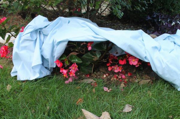 保护植物免受霜冻：随着气温下降，阿拉巴马州的园丁应该知道什么