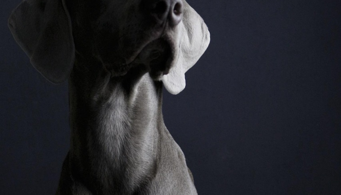 3家私募股权公司寻求通过大宗交易出售人类制药公司5-6%的股份:报道 3家私募股权公司寻求通过大宗交易出售人类制药公司5-6%的股份:报道