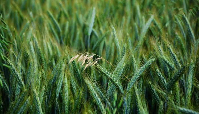 基廷和洛佩斯将与杰出经理人角逐年度男性人格奖