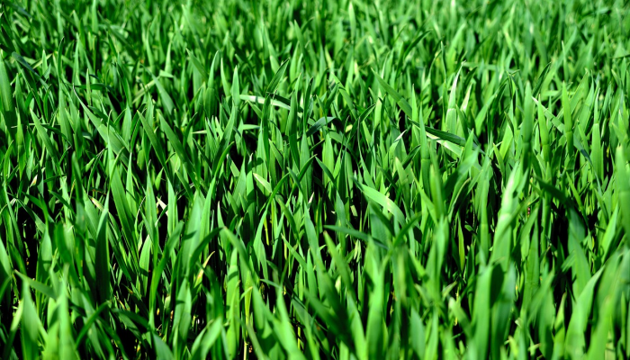 玩家必看教程“旺旺麻将开挂视频!分享用挂教程