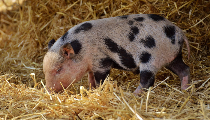 加利福尼亚一只小老鼠获得吉尼斯长寿奖 加利福尼亚一只小老鼠获得吉尼斯长寿奖