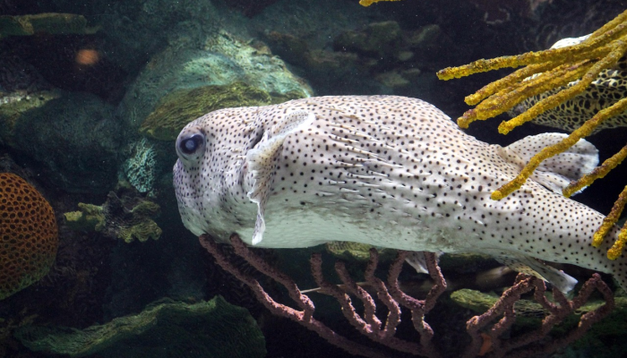 利用大鼠来源的干细胞促进小鼠体内嵌合肺的产生