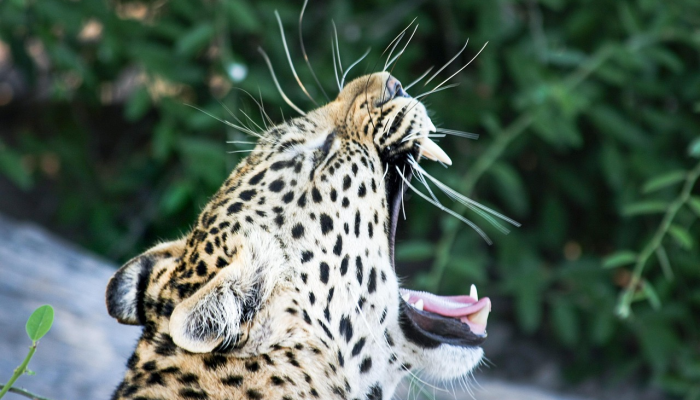 Point Arena灯塔猫在TikTok视频中走红