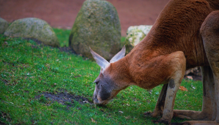 伦敦动物园的动物们站在磅秤上进行年度称重 伦敦动物园的动物们站在磅秤上进行年度称重