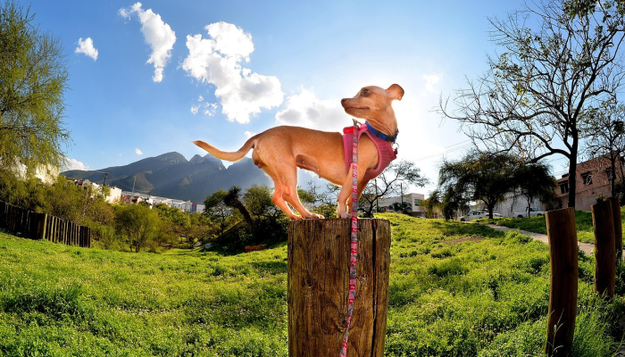 玩家必看教程“五彩茶馆有挂吗”(曝光透视必备猫腻)