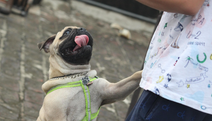 “我喜欢展示我那毛茸茸的比基尼身体——男人可能不喜欢,但这让我觉得自己很性感” “我喜欢展示我那毛茸茸的比基尼身体——男人可能不喜欢,但这让我觉得自己很性感”