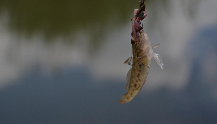 辅助神器“鱼潮来了捕鱼技巧”开挂(透视)辅助教程