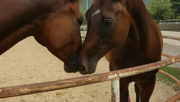 12岁男孩的“危险”狗袭击了警马,导致骑警摔倒 12岁男孩的“危险”狗袭击了警马,导致骑警摔倒