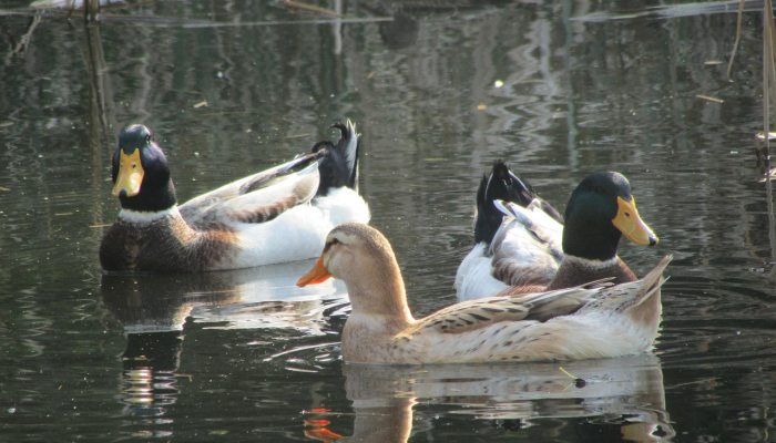 推荐一款”十三十三水经典比鸡开挂!分享用挂教程