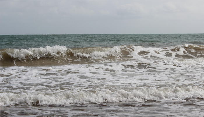 UMS研究人员向沙巴水域释放了大约45,000个红树林蟹苗