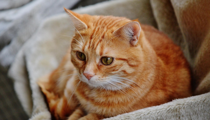 玩家辅助神器:“微乐广西麻将开挂版本软件免费”(曝光透视必备猫腻) 玩家辅助神器:“微乐广西麻将开挂版本软件免费”(曝光透视必备猫腻)