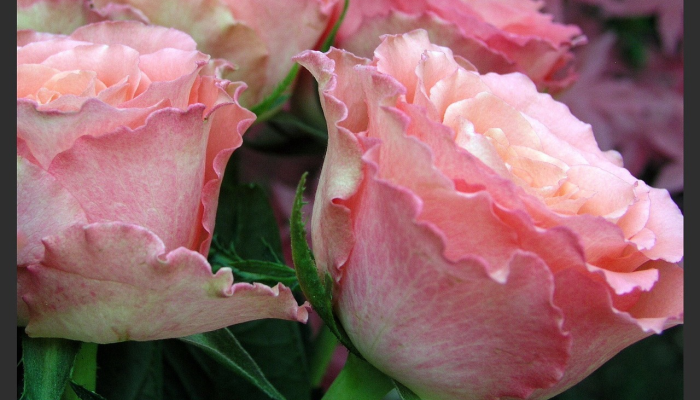 “古莱花束”在情人节前盛开，这是社区食品储藏室组织者提供的