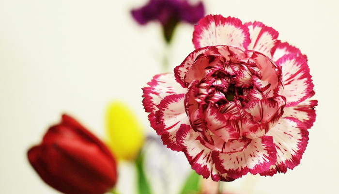 “古莱花束”在情人节前盛开，这是社区食品储藏室组织者提供的