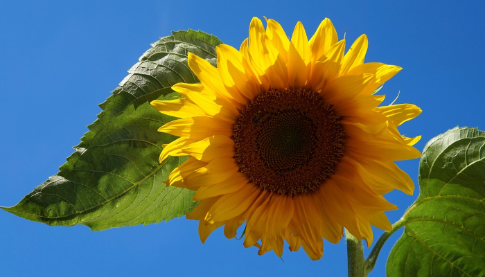 total energy为海洋生物多样性的可持续性开展了独特的业务 total energy为海洋生物多样性的可持续性开展了独特的业务