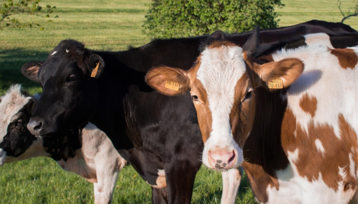 实测辅助“哈狗牛牛老是输!分享用挂教程 实测辅助“哈狗牛牛老是输!分享用挂教程