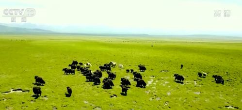 辅助神器“微乐麻将如何设置才能赢”其实确实有挂 辅助神器“微乐麻将如何设置才能赢”其实确实有挂