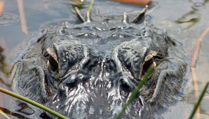 万能开挂辅助“新玄龙有挂吗!详细分享装挂步骤 万能开挂辅助“新玄龙有挂吗!详细分享装挂步骤