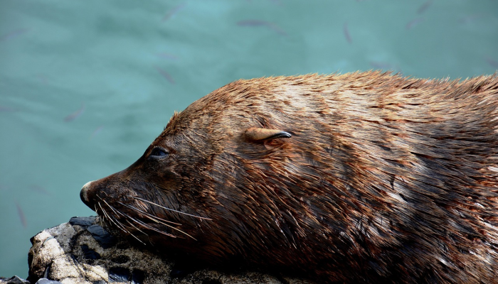 以色列附近发现了一种罕见的海洋生物,长着“钉子一样”的牙齿看它游泳 以色列附近发现了一种罕见的海洋生物,长着“钉子一样”的牙齿看它游泳