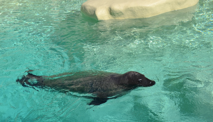 门多萨的转会可能是更多中超球员前往印尼的标志