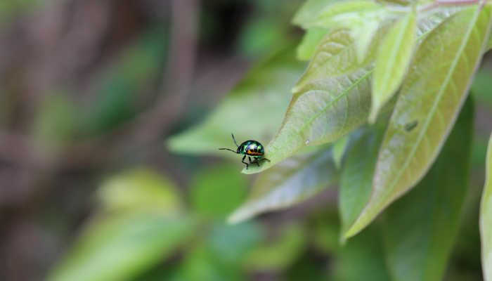 臭虫是拉斯维加斯酒店要对付的害虫 臭虫是拉斯维加斯酒店要对付的害虫
