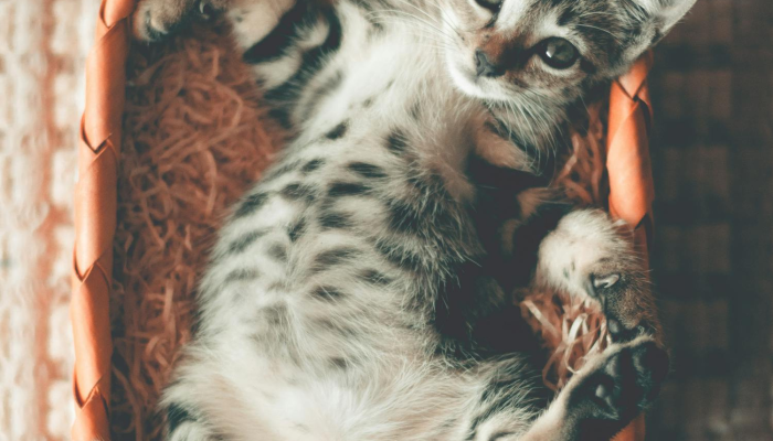 欧洲为狗和猫准备的人造肉制品