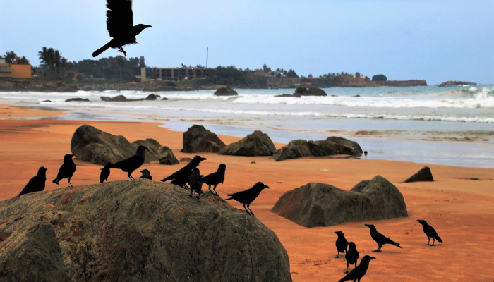 随着巴基斯坦世界杯之旅的开始,巴巴尔情绪高涨 随着巴基斯坦世界杯之旅的开始,巴巴尔情绪高涨