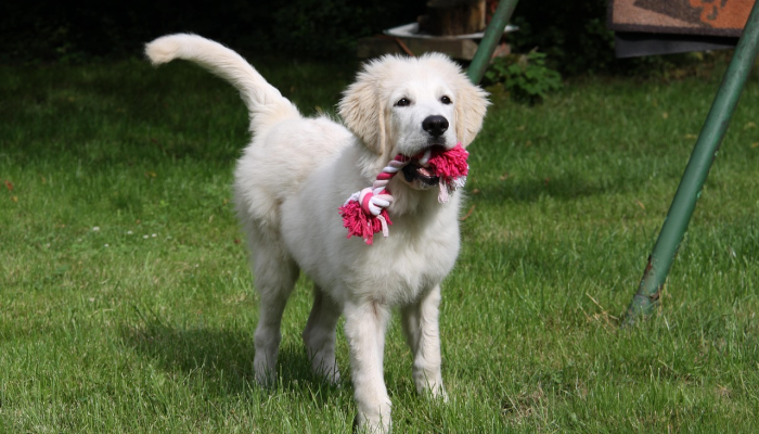 辅助神器“哈狗游戏开挂方法!分享用挂教程 辅助神器“哈狗游戏开挂方法!分享用挂教程