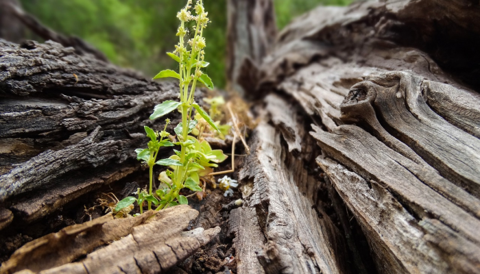 马来西亚鹰不再在树上筑巢,而是在塔上筑巢 马来西亚鹰不再在树上筑巢,而是在塔上筑巢