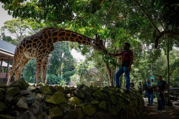 马六甲动物园表示，狮子和鸟类失踪的说法是不真实的