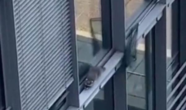 辅助神器“吉利比鸡控牌软件”详细开挂玩法 辅助神器“吉利比鸡控牌软件”详细开挂玩法