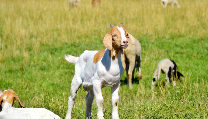 我的宠物世界：宠物不能教会孩子责任;父母做的