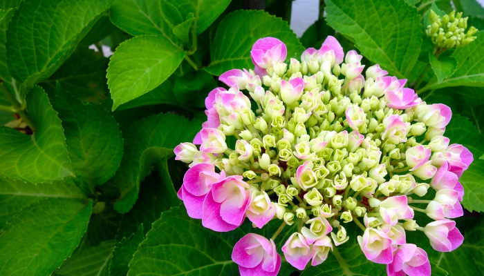 玩家辅助神器:“永胜联盟牛牛有没有挂”分享用挂教程 玩家辅助神器:“永胜联盟牛牛有没有挂”分享用挂教程