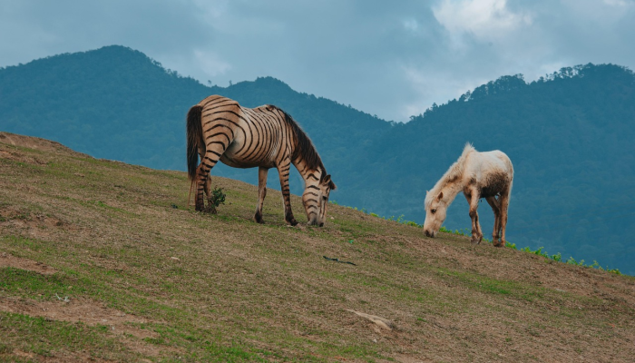 马哈拉施特拉邦政府致力于解决农民问题,马拉地保留地:Ajit Pawar在议会 马哈拉施特拉邦政府致力于解决农民问题,马拉地保留地:Ajit Pawar在议会
