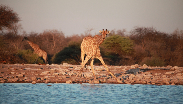 马耳他成立野生动物康复中心 马耳他成立野生动物康复中心
