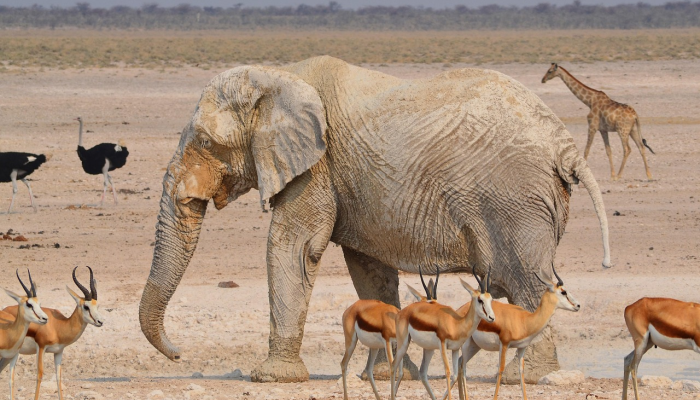 随着选举的临近，回到南非非国大的“斗争”