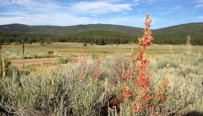新墨西哥州吉拉荒野将射杀野牛:林业局 新墨西哥州吉拉荒野将射杀野牛:林业局