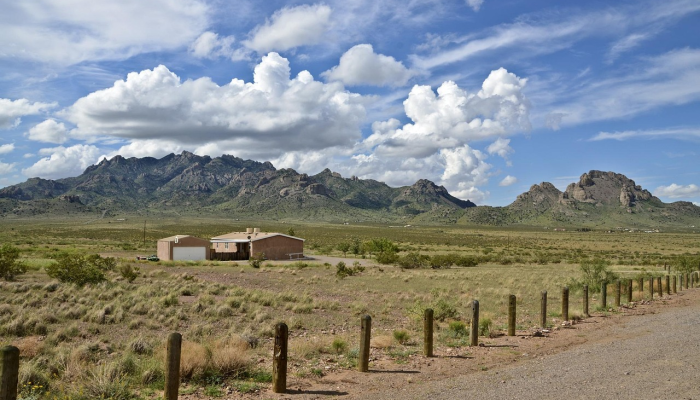新墨西哥州吉拉荒野将射杀野牛:林业局 新墨西哥州吉拉荒野将射杀野牛:林业局