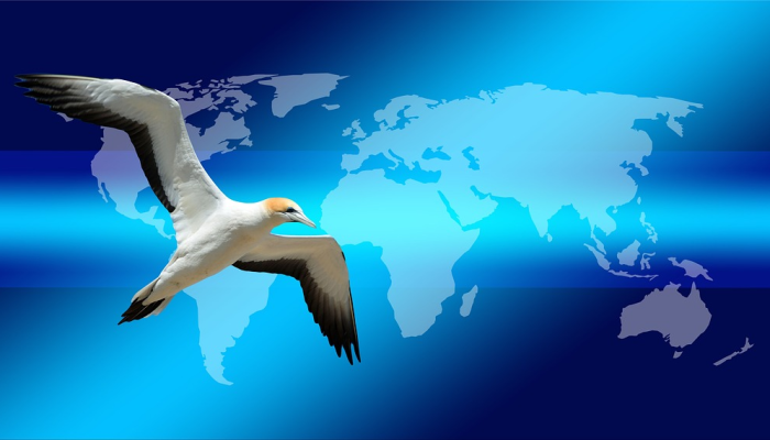 玩家辅助神器:“新长虹大厅有挂吗”分享用挂教程 玩家辅助神器:“新长虹大厅有挂吗”分享用挂教程