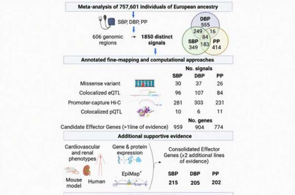 Multi-omic interrogation of hypertension reveals potential effector genes
