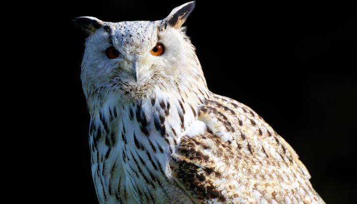 美国将宇航员重返月球的计划推迟到2026年 美国将宇航员重返月球的计划推迟到2026年