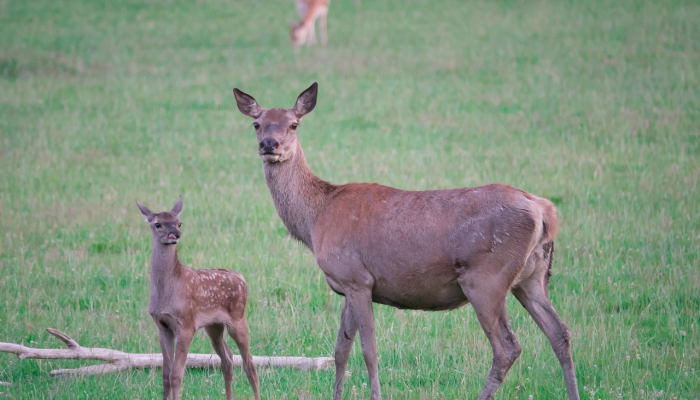 逃离动物园的猫头鹰弗拉科可以留在纽约的野外