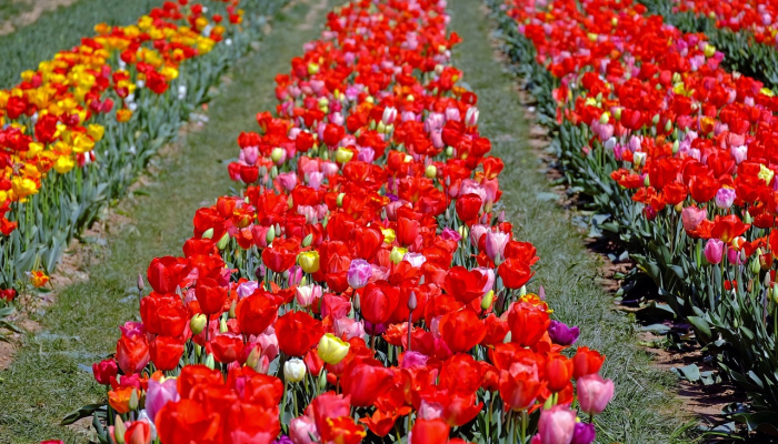 鲜花与色彩展览在卡塔拉开幕