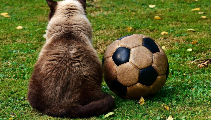 玩家必看教程“微乐河北麻将万能挂免费下载”开挂(透视)辅助教程