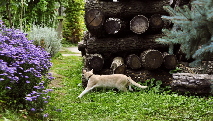 邻居承认砍倒了一名女子私家花园的树，让她勃然大怒