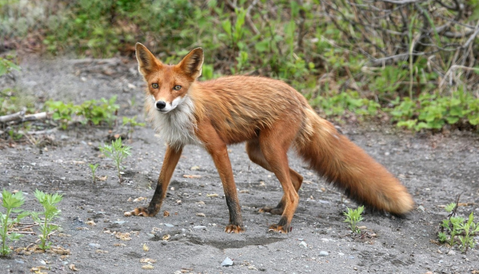 小袋鼠队的胜利保住了世界杯渺茫的希望 小袋鼠队的胜利保住了世界杯渺茫的希望